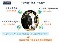 Nutrition program for lactating cows